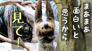 ナマケモノ 本気の全速力                                                                （動物おもしろ動画）