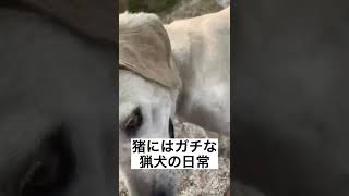 イノシシにはガチな猟犬も日常はこんな感じです。