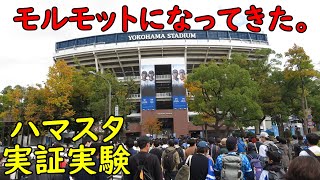 横浜スタジアムで新型コロナ対策の実証実験・今季最多の観衆が集まった！2020.11.1