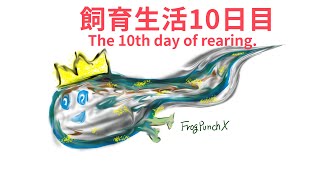 ベルツノガエル飼育10日目〜おたまじゃくし編〜 the 10th day of pacman frog tadpoles rearing.