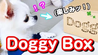 初めてのDoggy Box！ お菓子とオモチャに大興奮ッッ！！ 自分のものだよとしっかり抱え込むチワワが可愛すぎましたッッッ！！！