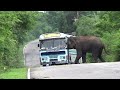 heart stopping watching #attack #wildelephants #adventure #wildlife