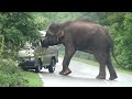 heart stopping watching #attack #wildelephants #adventure #wildlife