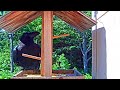 カラスさん襲来！【野鳥観察】