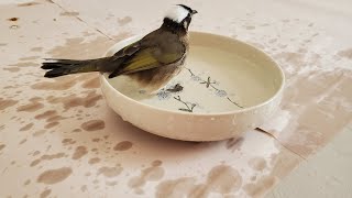 Birds take a bath白頭翁愛玩水，一天洗澡N次，羽毛越洗越蓬鬆 （野鳥救援）