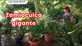 Dividi uma ZAMIOCULCA GIGANTE um três vasos / meu segredo para plantas gigantes