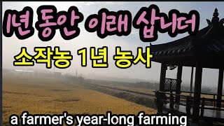 1년 벼농사 총정리 a farmer's year-long farming