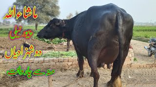 Pure Nili Ravi Buffalo's for sale in punjab pakistan on youtube 22 December 2024