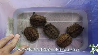 乌龟冬眠之浅水冬眠的操作方法，水龟通用，操作简单方便