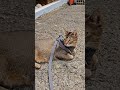 산책은 됐고 쉬고 싶어 고양이 cat 아비시니안 abyssinian