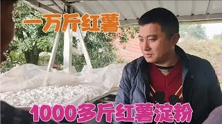 七十多岁的老人闲不住，挖了10000多斤红薯，全部打粉几百斤【乡野勇哥】