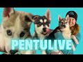 PENTULIVE / LUUKKU 22 #huskyjoulukalenteri