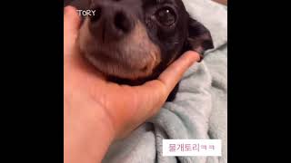 (12살 미니핀 토리)굿모닝 댕댕이 Min pin Tory #Shorts