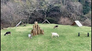 ヤギ牧場到着　タイミングが良いとこんな風景に出会えます　動物との癒し時間　手作りヤギ牧場　吉懸牧場　2020年3月30日　Healing time with animals