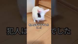 うさぎのきらら　#shorts　#うさぎ　#イタズラ