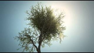 onyx_tree_test.avi