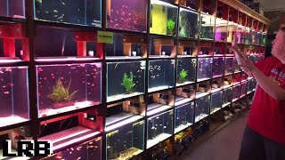 Aquarium Co-op Fish Store Tour