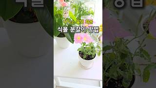 다이소 꿀템 천 원짜리 화분에 분갈이 방법 #분갈이방법 #다이소화분 #다이소꿀템 #달맞이꽃