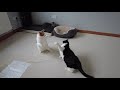 cat boxing evander kittyfield vs meowk tyson