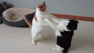 Cat Boxing | Evander Kittyfield vs Meowk Tyson