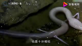 世界上最像龙的生物，10年不进食都不会死，能活200年