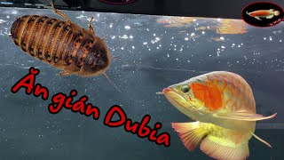 Chơi Lớn 🤟 PhiHo bắt gián giống Dubia cho đàn cá 🐉 ăn luôn 🔥