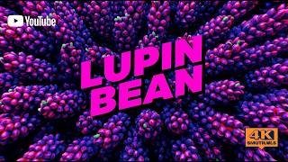 Lupin Bean Explained | The High-Protein Legume Shaping the Future of Plant-Based Nutrition (4K)