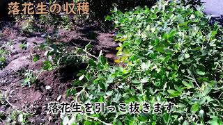 落花生（ピーナッツ）の収穫　[家庭菜園]