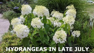 17 Kinds of Hydrangeas