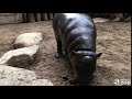 Up Close with Penelope The Pygmy Hippo