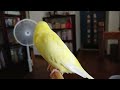 とてもよく鳴くセキセイインコ（メス♀・１歳３ヶ月）－かごの外に出してみた（４７９）