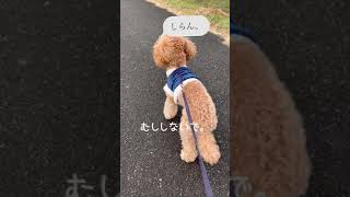 【トイプードル】本日の朝散歩。今日の天気は？#トイプードル #一人暮らしと犬 #shorts #犬のいる暮らし #さんぽ