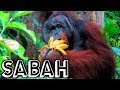 SABAH'S INCREDIBLE WILDLIFE: ORANGUTANS AND SUNBEARS IN SEPILOK, BORNEO || TRAVEL MALAYSIA