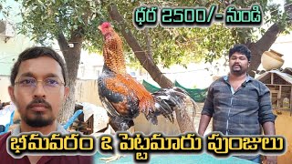 భీమవరం \u0026 పెట్టమారు పుంజులు 9000243514