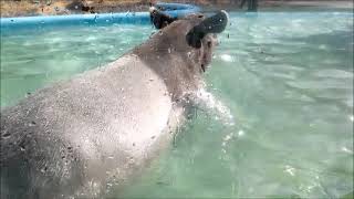 【水の中】マレーバク（ユメ、リン）@多摩動物公園20230206