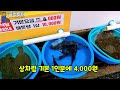 서울 촌놈의 강원도 묵호항 수산시장 나들이 우럭 광어는 서해가 싸다구요 가성비 좋은 자연산회 맛과 가성비 좋은 묵호항수산시장 수율좋은 제철맞은 홍게