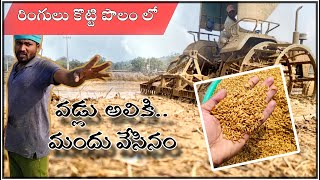 రింగులు కొట్టే పొలం లో మారిన వడ్లు farm life video,rural living vlog,mad Creations villege comedy