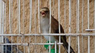 Καρδερινοκάναρο Silver Πυρωμένο - Silver Mule (Goldfinch X Canary)