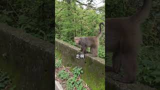 在野外真的是不要白目跟著猴子走🥲#科普  #動物  #animals