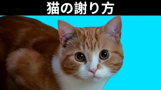 猫は人間にどう謝るのか？