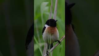 【野鳥】湿地帯の草原で出会ったノビタキ特集！風に吹かれながらさえずる可愛い姿をご覧ください！ #野鳥 #ノビタキ #北海道 #湿原 #さえずり #birds #wildlife #nature