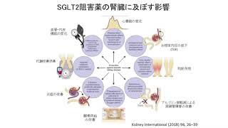 【糖尿病】SGLT2阻害薬が腎臓に対し保護的に働く機序