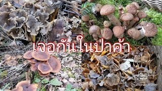 เจอกันในป่าแบบบ่ได้นัดหมาย​ฮาอีกแล้ว​จ้า​20/10/2024#