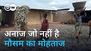 हर मौसम को टक्कर देने वाला अनाज- पर्ल मिलेट [What is Pearl millet]