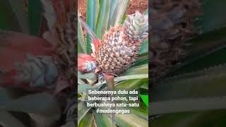 Pohon nanasnya ngambek? Maaf ngegas karena udh gemes banget di PHP-in dia bertahun-tahun (nanas) 🤭