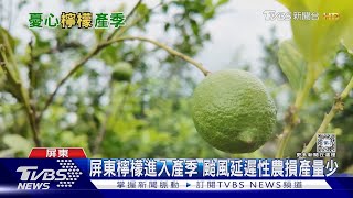 屏東檸檬進入產季! 去年颱風「延遲性農損」減產逾五成｜十點不一樣20240614@TVBSNEWS01