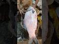 Fish Cutting Skills || Amazing 15KG Giant Katla Fish Cutting Live In Fish Market || #shorts #fish