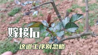 月季嫁接成活后，这一道工序不要忽略，后期成型很快全靠它