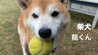 柴犬　龍くん【Shiba inu】