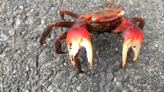 アカテガニ🦀子供の頃に連れて行ってもらった場所にいたのが懐かしかった。